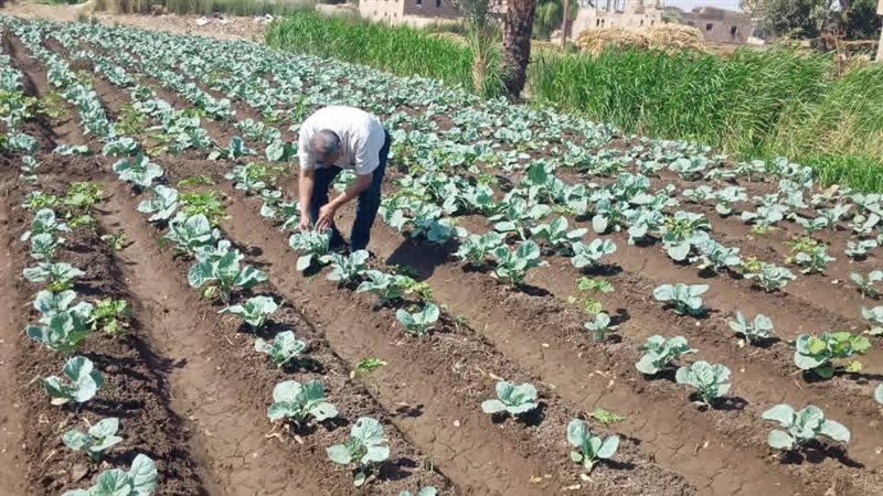 زراعة أسيوط تتفقد