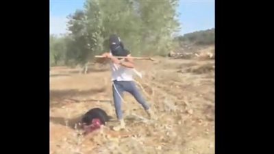 مقطع صادم، مستوطنون يعتدون بوحشية على مسنة فلسطينية خرجت لجمع الزيتون (فيديو) 