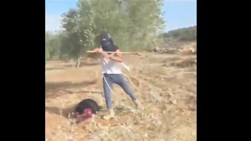 مستوطنون يعتدون بوحشية