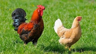 البيضاء تتحدى ارتفاع الوقود، سعر الفراخ اليوم الإثنين 20 أكتوبر 2025 