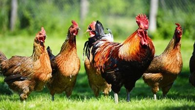 3 جنيهات انخفاضًا للبلدي، سعر الفراخ اليوم الثلاثاء 21 أكتوبر 2025 (آخر تحديث)