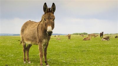 تفسير رؤية الحمار في المنام وعلاقتها بكثرة الهموم والمشاكل 