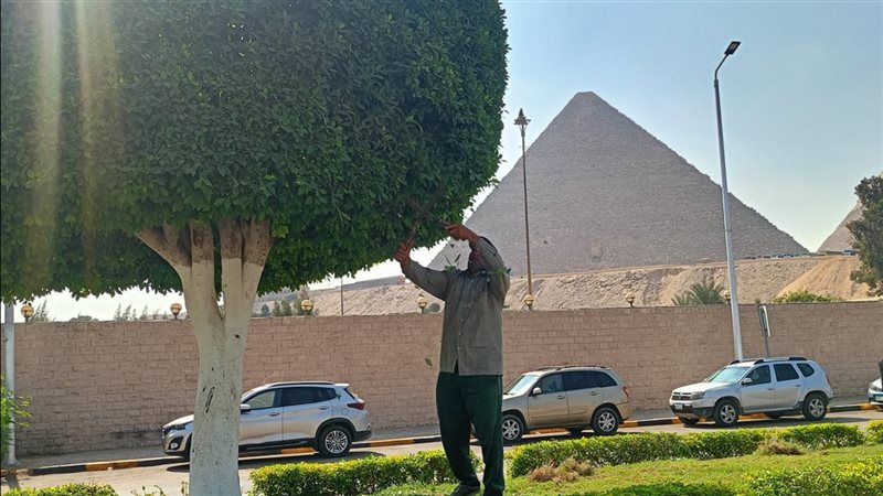 تجميل الاشجار 