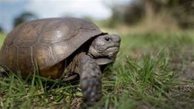  تفسير رؤيا السلحفاة في المنام وعلاقتها بالوصول إلى مكانة كبيرة