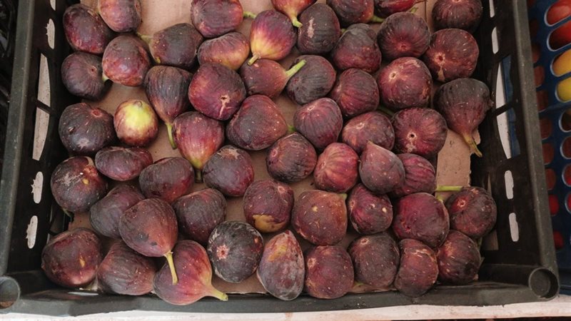 تفسير رؤيا التين