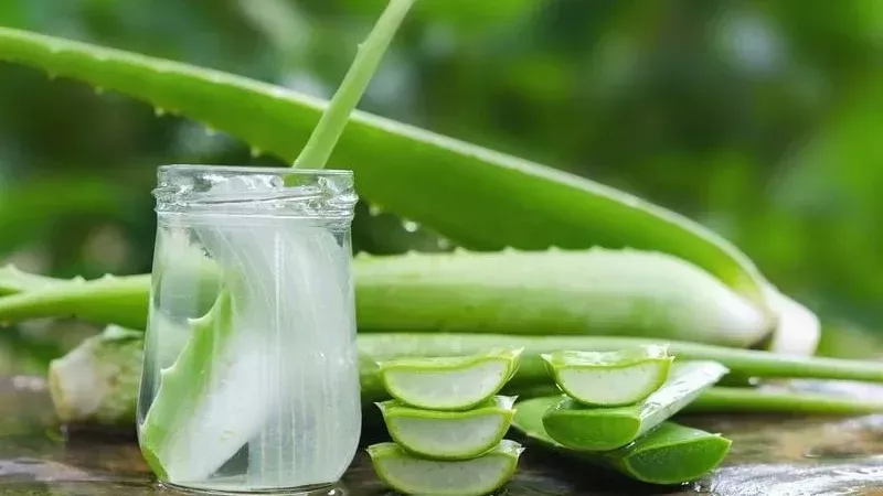 صبار الأولفيرا