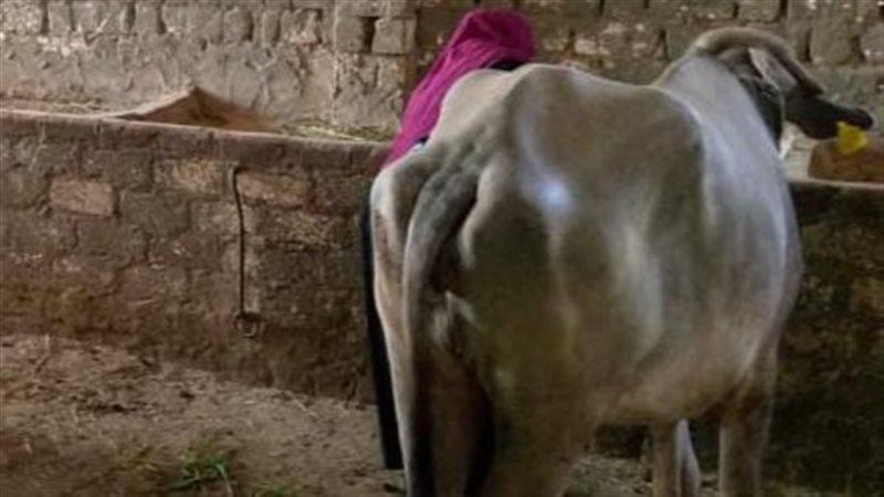 تسليم 9425 رأس ماشية