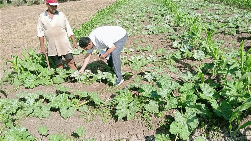 شرح عملي، فيتو