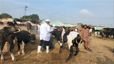 الطب البيطري بالقليوبية: تحصين 41 ألف رأس من الماشية بالمركز والقرى 