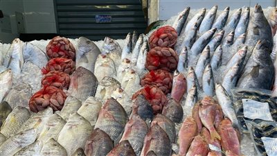  سعر السمك اليوم، ارتفاع جديد يضرب البلطي وقفزة بالبوري وانخفاض 50 جنيها في الجمبري