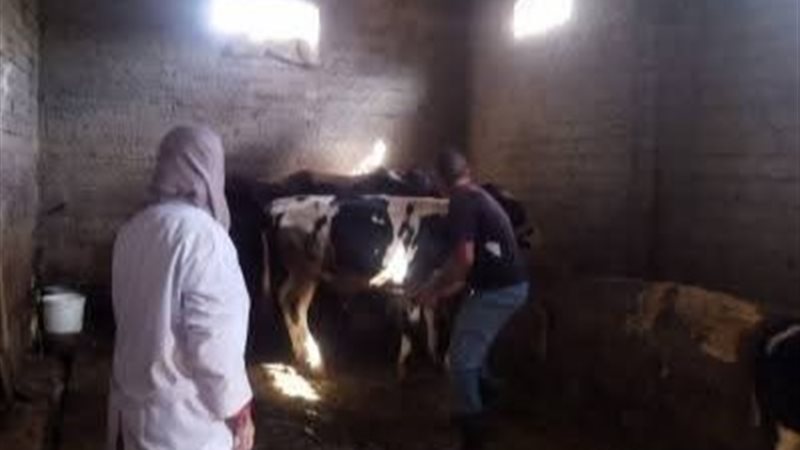 تحصين الحمى القلاعية