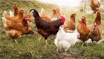 البلدي تتراجع 5 جنيهات، سعر الفراخ اليوم الأحد بالأسواق (آخر تحديث)