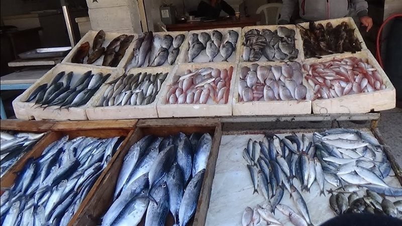 سعر السمك اليوم 