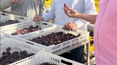 زراعة الجيزة: نخيل المجدول بالواحات البحرية نموذج متكامل للاستثمار الزراعي 