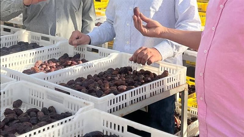 تمور المجدول