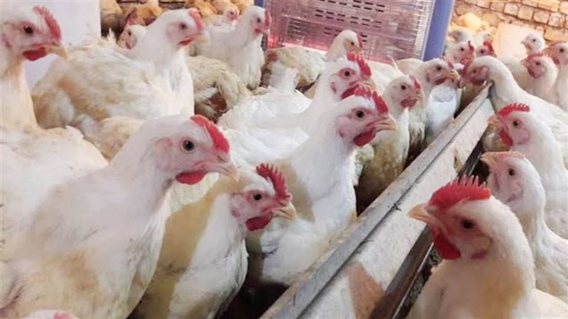 اسعار الدواجن، فيتو