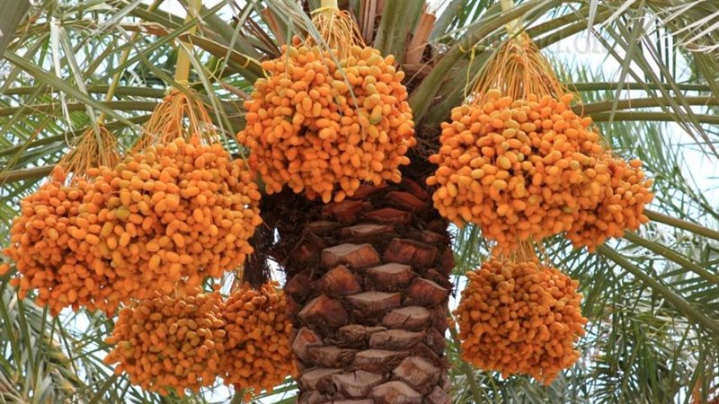 نخيل البلح، فيتو