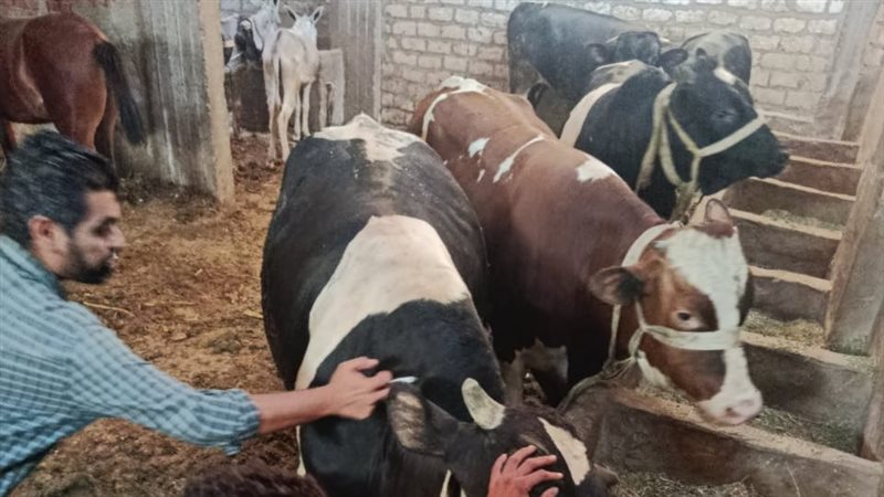 تحصين الماشية بأسيوط،