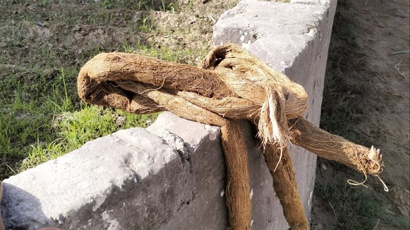 جذور الأشجار التي