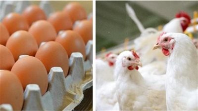 حازم المنوفي يحذر من ارتفاع أسعار البيض والدواجن قبل رمضان 