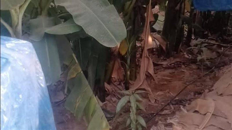تنفيذ خط الغاز، فيتو