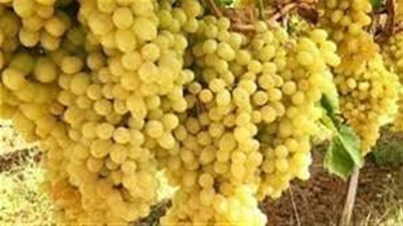 تفسير حلم العنب الأصفر