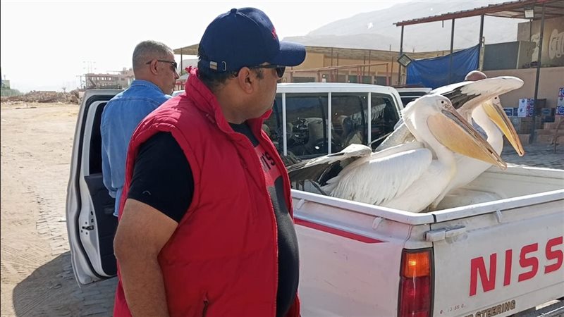 مصادرة البجعات المخالفة