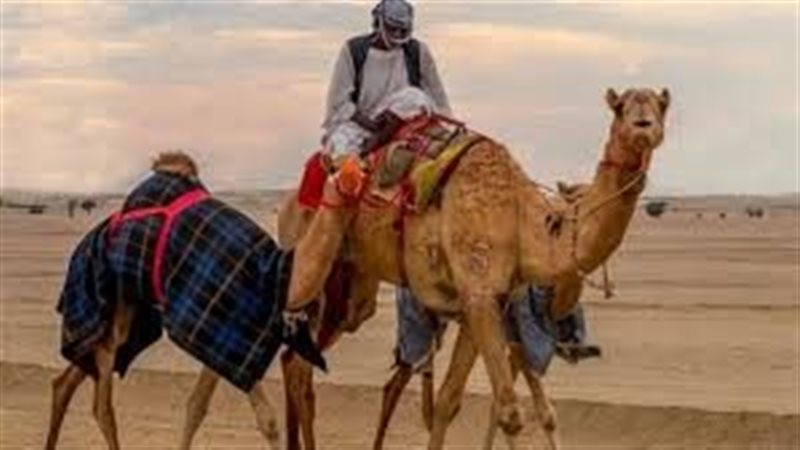 تفسير حلم ركوب الجمل