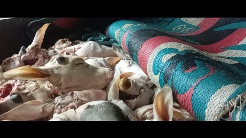 المضبوطات، فيتو 