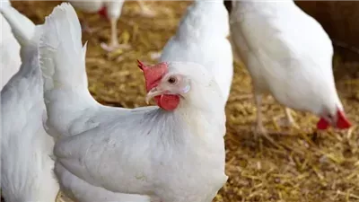 الدواجن البيضاء تسجل 70 جنيها، ارتفاع أسعار الفراخ بمحافظة البحيرة (فيديو)