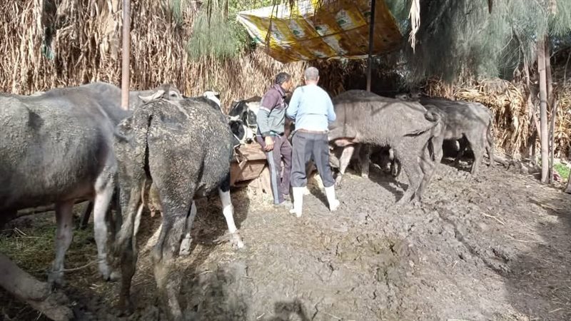 تحصين ماشية 