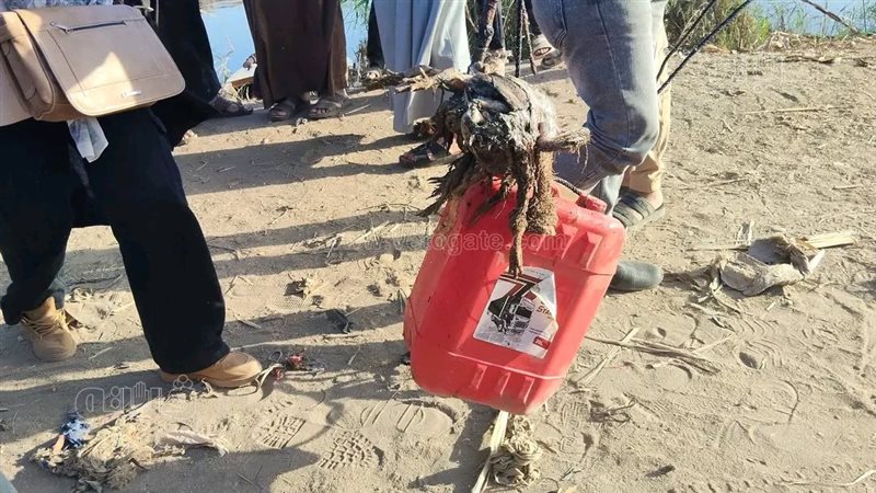 الفراخ الميتة طعم
