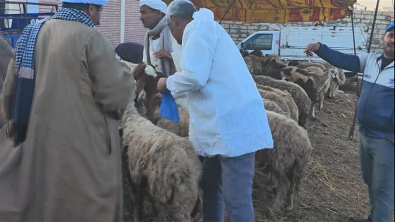 جانب من حملات التحصين،فيتو