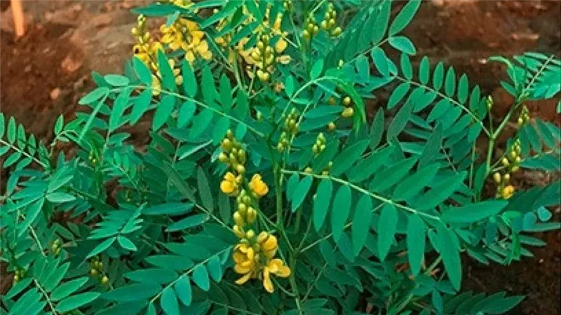 السنامكى، فيتو