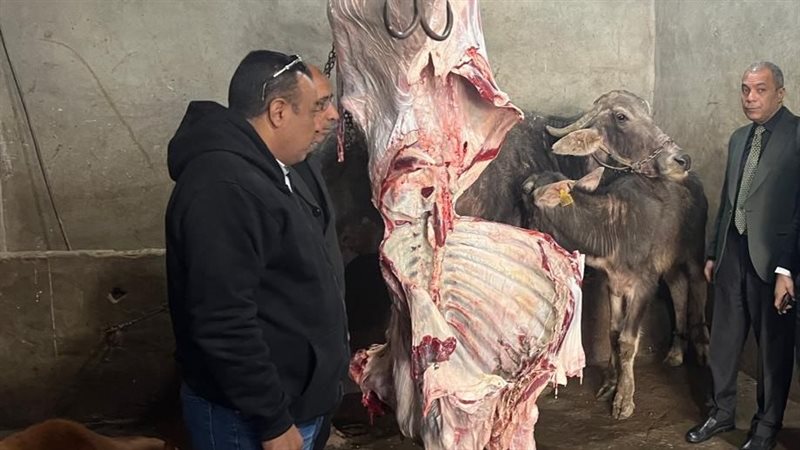 وكر اللحوم الفاسدة