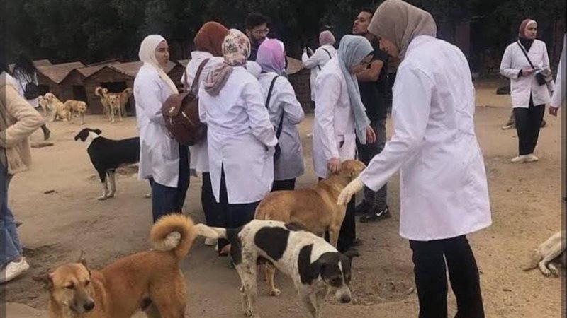 حملة مكافحة السعار