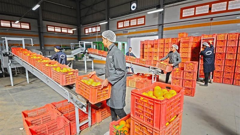 بدء الموسم التصديري