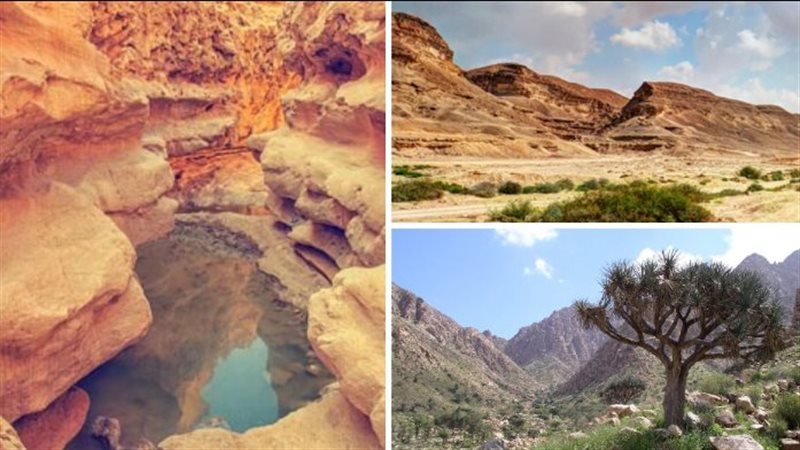 تحديد أسعار زيارة