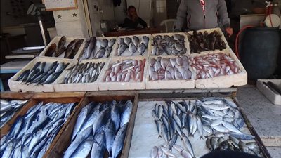 سعر السمك اليوم، انخفاض كبير في 6 أصناف منها البلطي والبوري وارتفاع الجمبري 25 جنيها