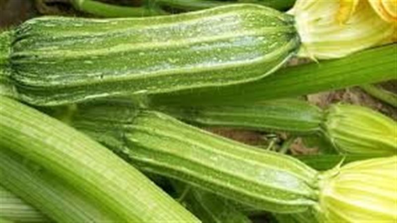 تفسير رؤية الكوسة