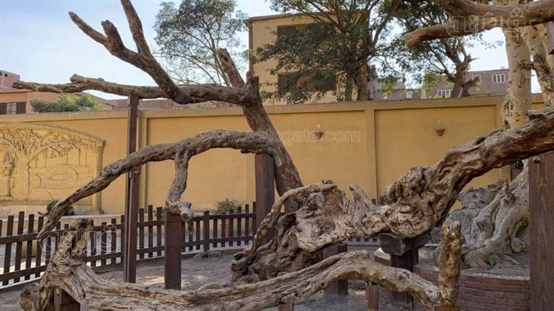 شجرة مريم بالمطرية