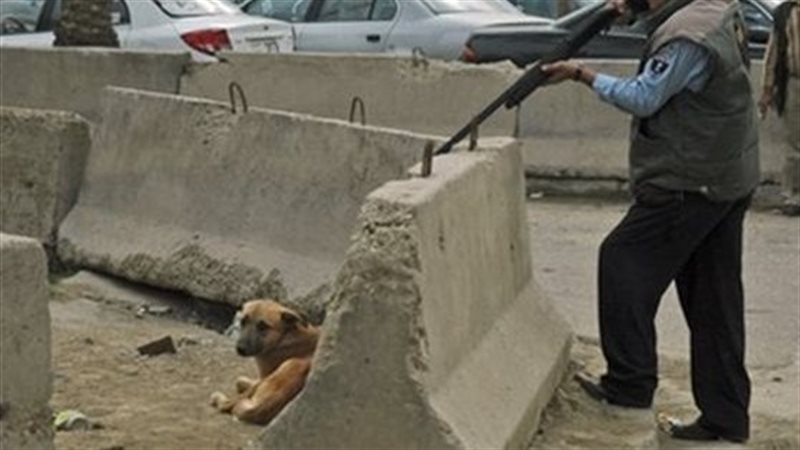 قتل الحيوانات - صورة