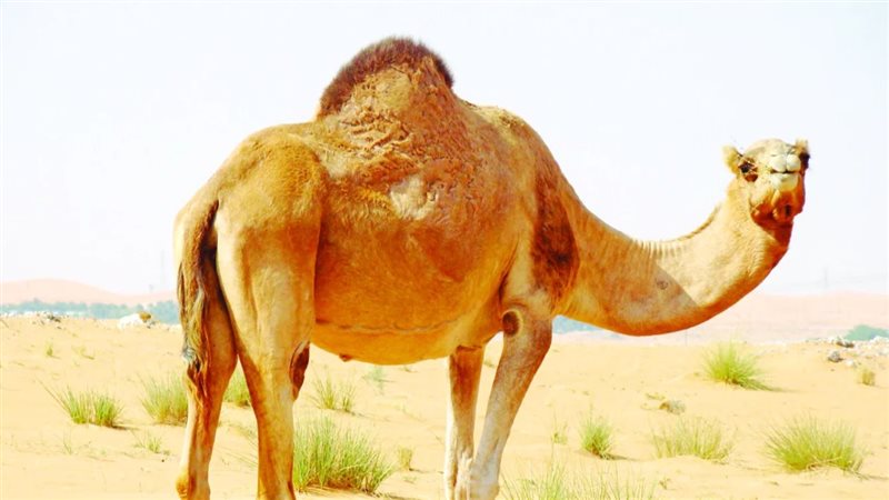 تفسير رؤية الجمل