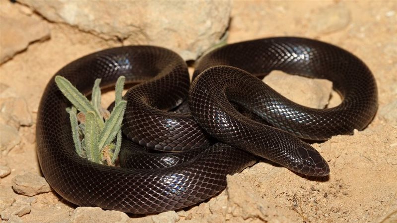 تفسير رؤية الثعبان