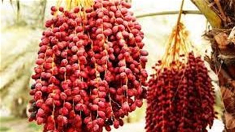 تفسير رؤية البلح