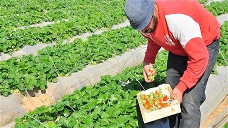 البحوث الزراعية