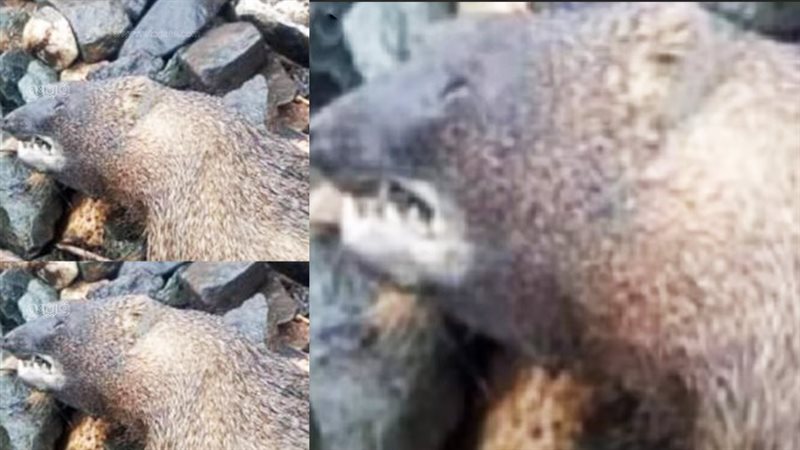 حيوان غريب على قضبان