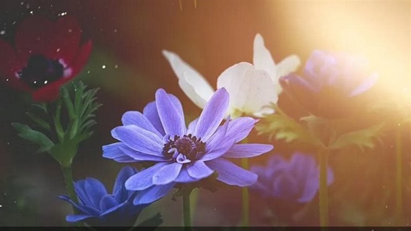 نبات شقائق النعمان