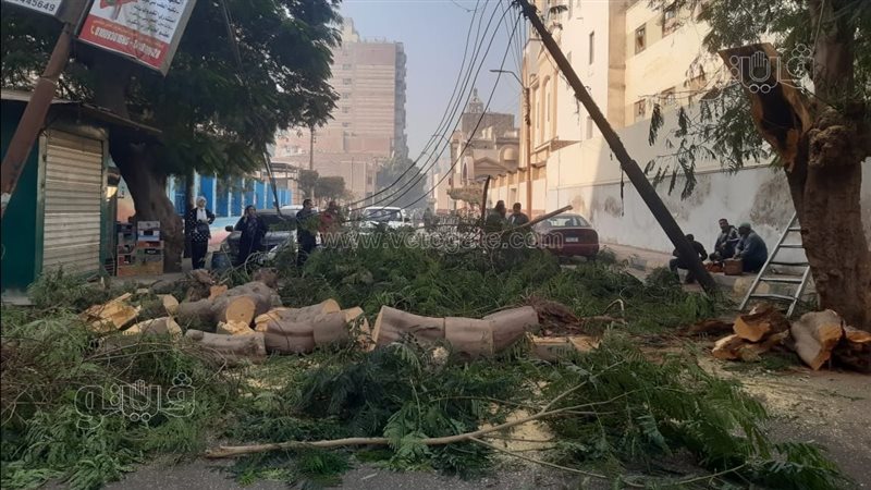 سقوط شجرة أمام مدرسة