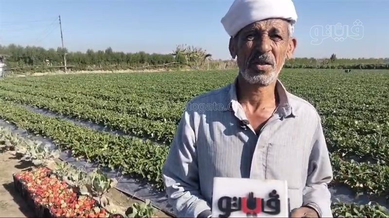 مزارع فراولة بالإسماعيلية،